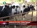 Bursa'da İneklerde 'VEREM' iddası!
