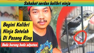 Bagaimana Kondisi burung setelah pemakaian ring ? Simak dari hari ke hari !!