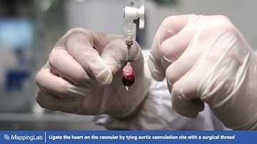 The Isolation of Rat Cardiomyocytes #shorts