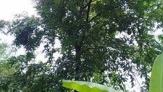 Manuk Sirit Uncuing
