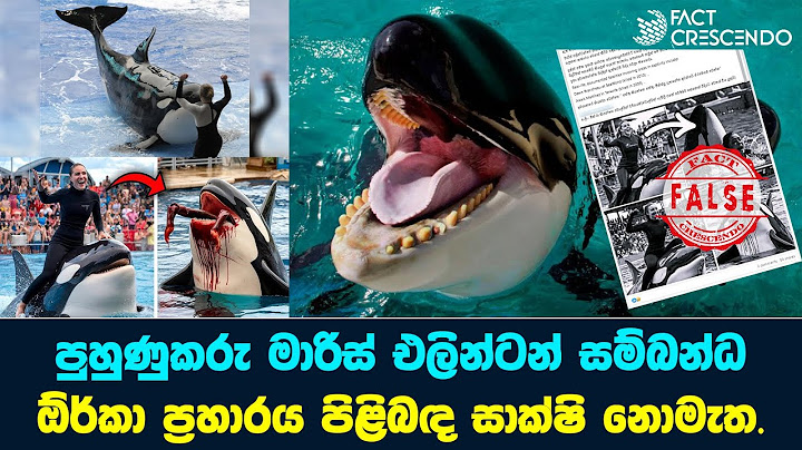 පුහුණුකරු මාරිස් එලින්ටන් සම්බන්ධ ඕර්කා ප්‍රහාරයක් ද?