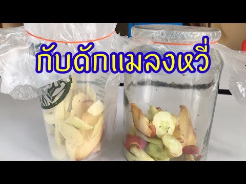 ออก รถ ใหม่ ดอกไม้ ธูป เทียน