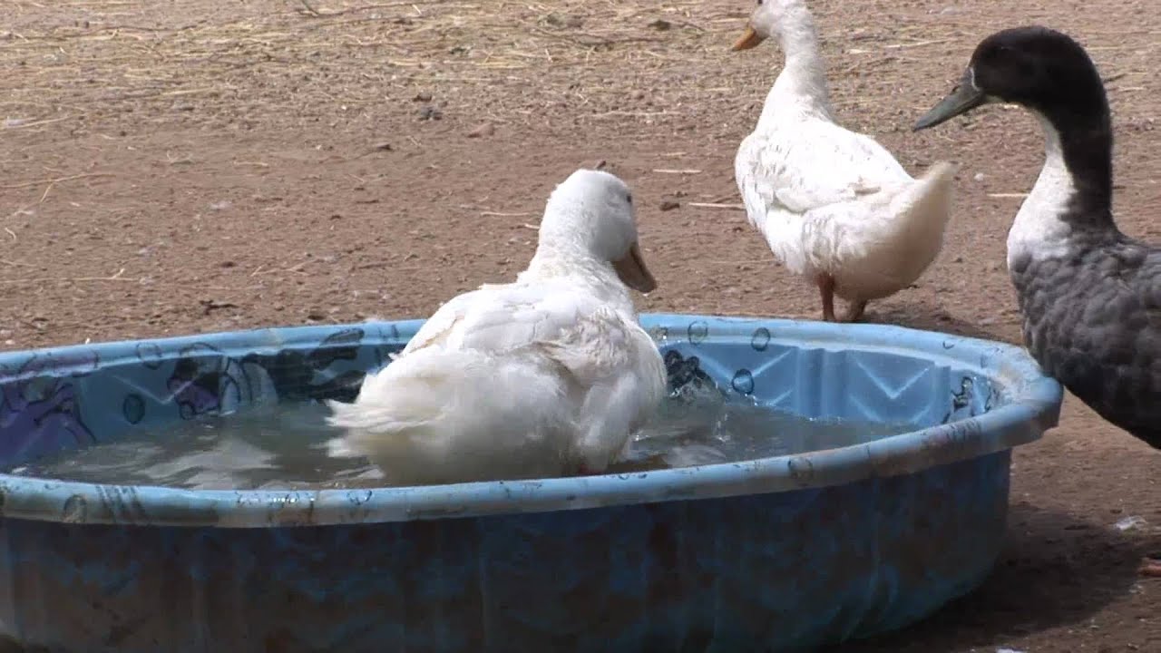 White Duck Moves From One Pool To Another_Animal Acres farmers insurance