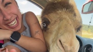 Animal Visitor: Hungry Camel Invades Car for Snack! || WooGlobe