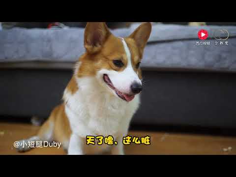 【萌宠合集】三只柯基在家开轰趴，不料妈妈突然回家，狗狗赶紧掩饰犯罪现场