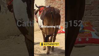 cash on delivery 😱 #cattlefarming152 #cattlefarming152 #cow #dairyherd #animalfarming