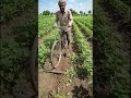 #ytshorts #viral #sorts #desi jugad #gaon #farming #farmer #desilifestyle