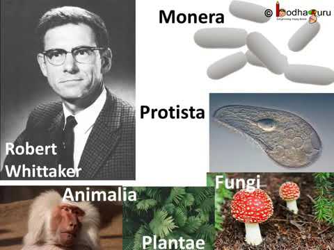 Five kingdoms by Robert Whittaker part 2 - YouTube