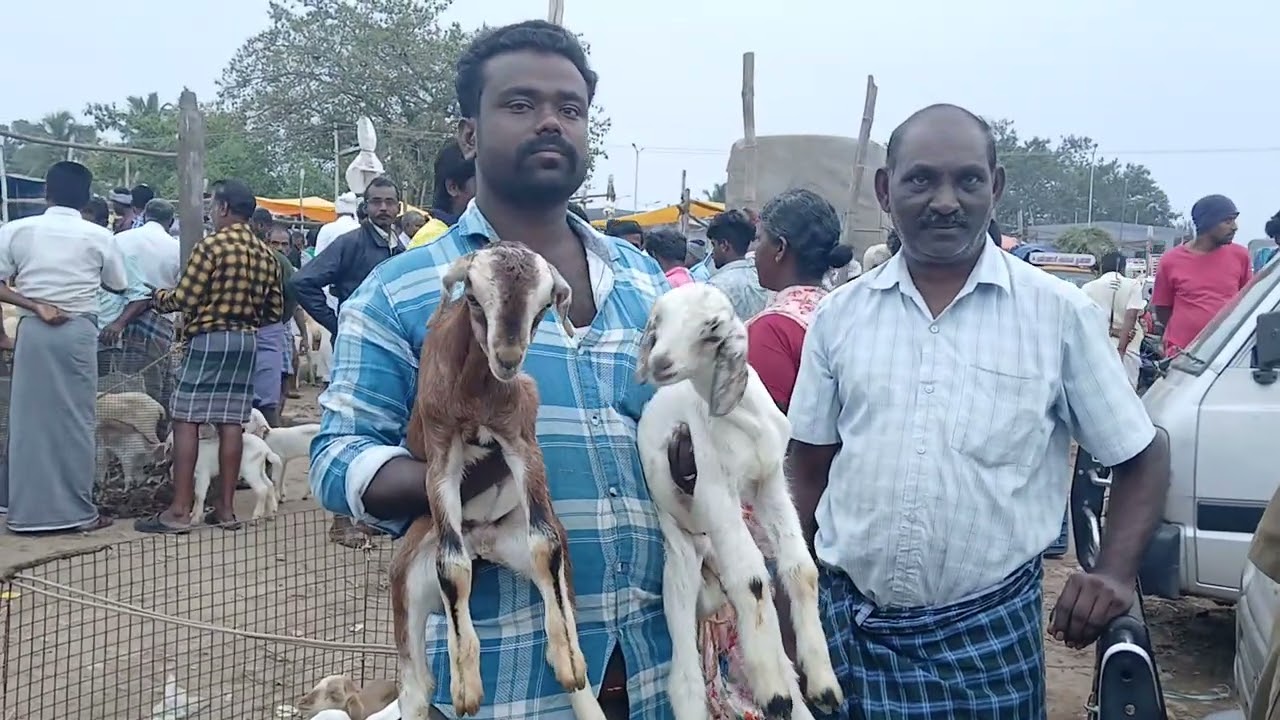 குன்னத்தூர் சந்தயில் 2 குட்டி#குன்னத்தூர்ஆட்டுச்சந்தை #goat 