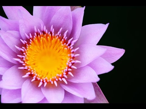 1 Hour Reiki Healing Music: Meditation Music, Relaxing Music, Soft Music, Relaxation Music ☯199