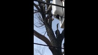 RAW: Cat rescued from Des Moines tree