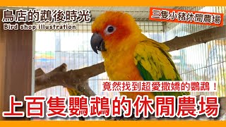 挖到寶！嘉義藏有「上百隻鸚鵡」的休閒農場？超親人吸蜜鸚鵡 ... 