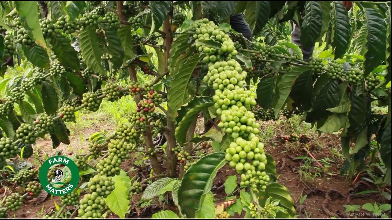 MANAGEMENT AND DISEASE CONTROL OF COFFEE