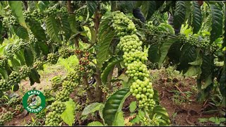 MANAGEMENT AND DISEASE CONTROL OF COFFEE