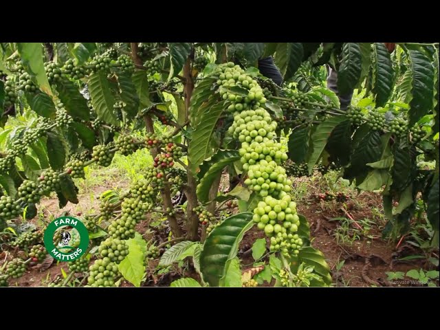 MANAGEMENT AND DISEASE CONTROL OF COFFEE