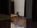 My cute dog 😝#germanshepherd #shorts #ytshorts #viralvideo #viral