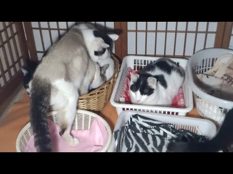 かご猫LIVE配信上から　220422