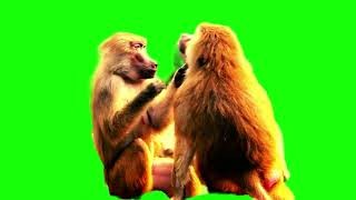 MONKEY GREEN SCREEN !!!!! #greenscreen @VfxKarki_ @vfxhd @vfxnaveed @GSA @GreenScreenBrasil