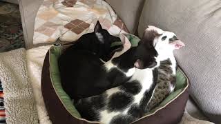 The dobbikats grooming each other