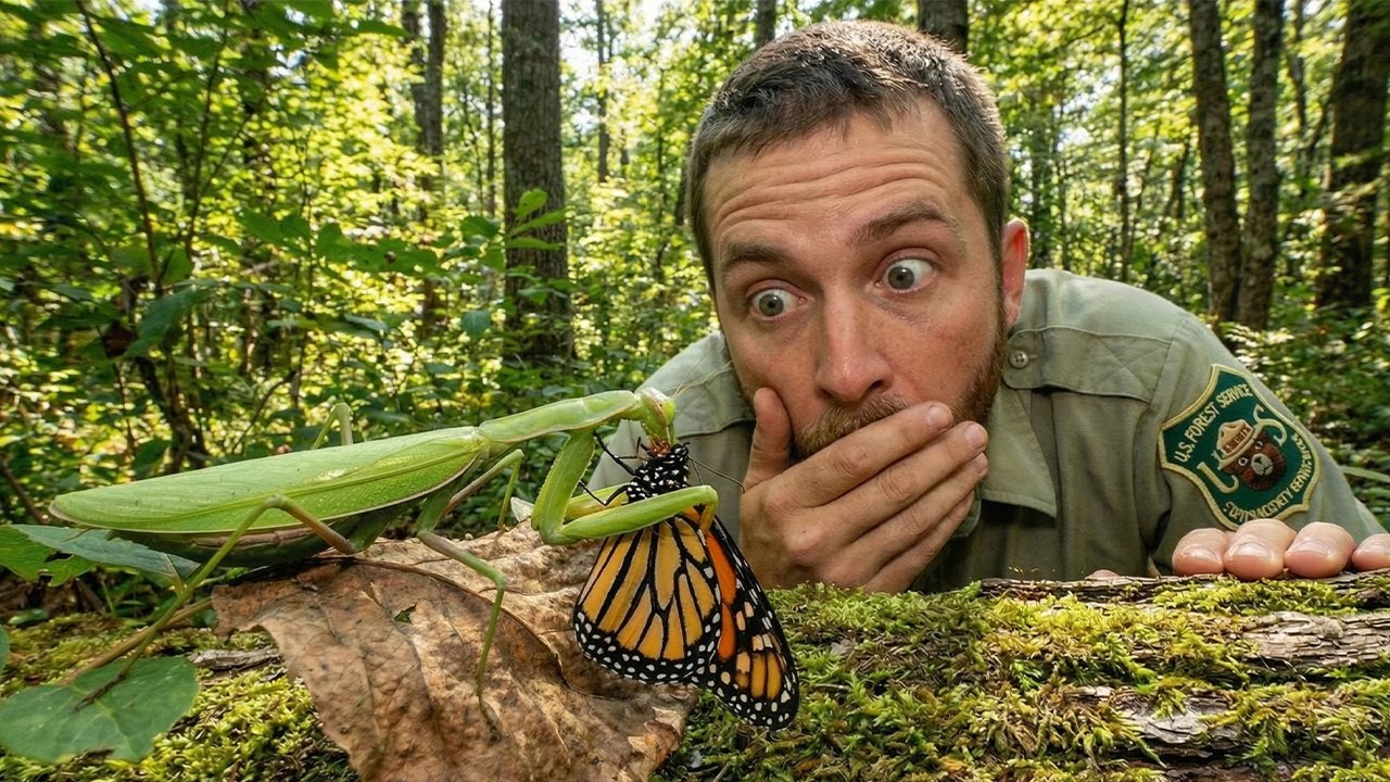 From a Monarch’s Last Flight to New Beginnings - Amazon wildlife