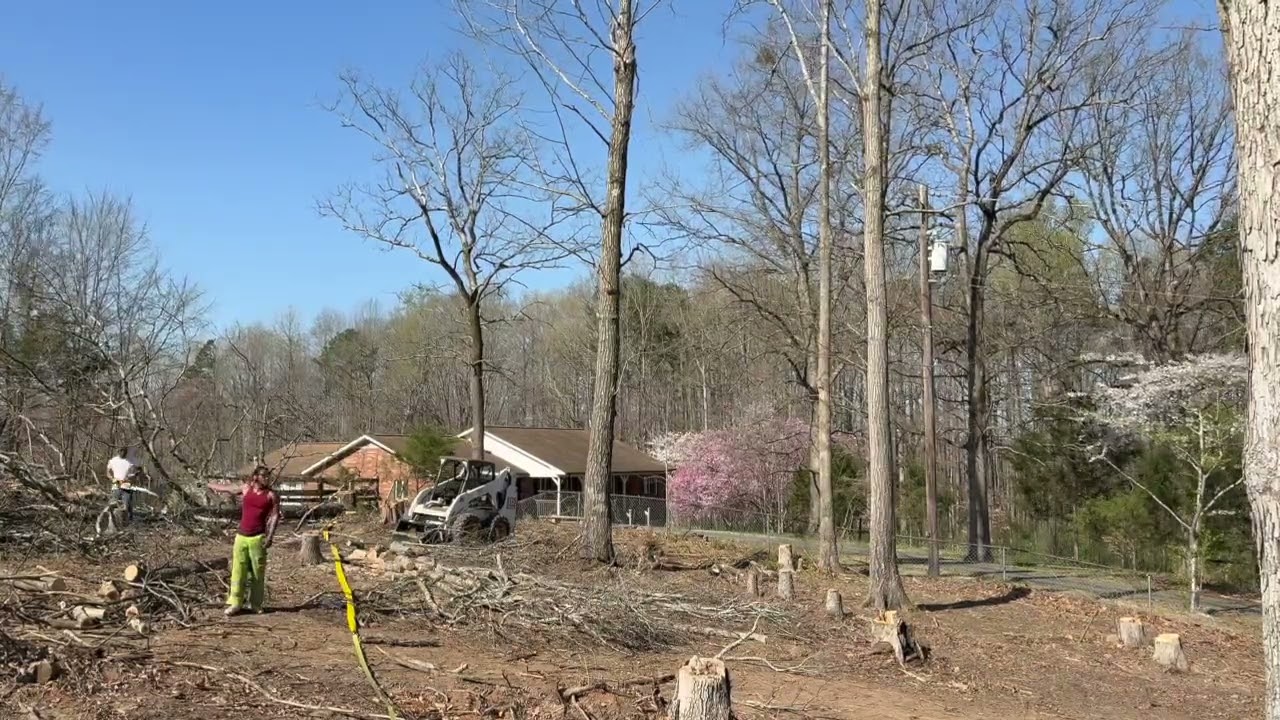 Chainsaw Technique: Upper Back Tree Cut in Action!