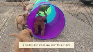 standard sized Goldendoodles  7 weeks old by Chattahoochee Kennels 251 views 2 months ago 3 minutes, 2 seconds