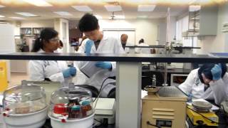 GMP Lab