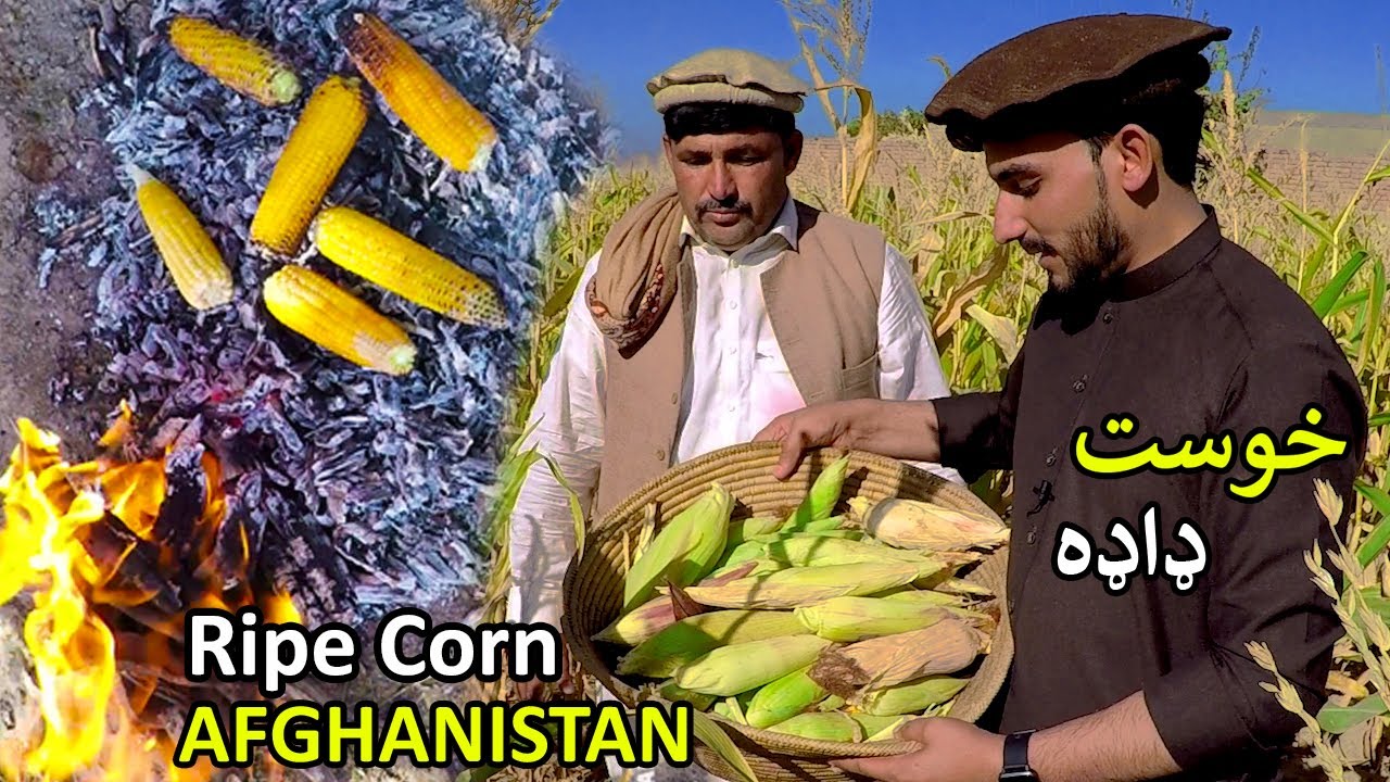 Khost Tani Afghanistan | Ripe Corn | ډاډه د خوست په ښکلي ولایت کې