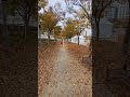 가을단풍 달리기#단풍과조깅