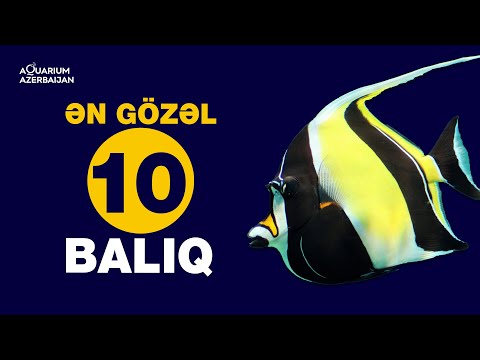 Ən gözəl 10 balıq.