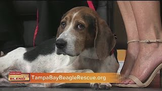 Tampa Bay Beagle Rescue