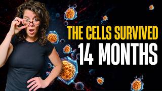Curing T1D with Cells that Hide From the Immune System