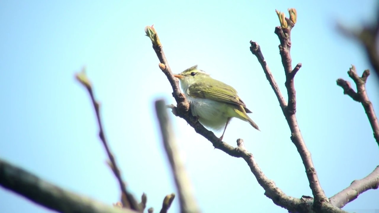 4K] センダイムシクイ（3）さえずり（各地） - Eastern crowned willow