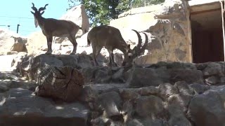 Markhor / Capra falconeri / Винторогий козёл - 0075 Markhor / Capra falconeri / Винторогий козёл - 0075