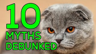 10 Scottish Fold Myths Debunked by Victor Van Buren 10 views 3 months ago 2 minutes, 8 seconds