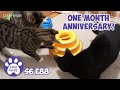 Sammy&#39;s One Month Anniversary As A House Cat | Training Feral Cats | S6 E88 Lucky Ferals Cat Vlog