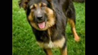 Saving Grace Animal Shelter