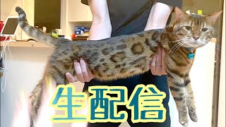 【ランチ生配信10/21】寒くなって来ましたので床暖オンで猫達と生配信します