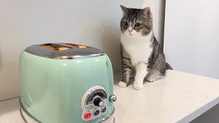 The reaction of the cat when the bread popped out of the toaster was too funny