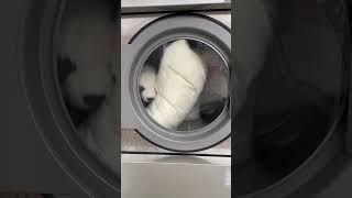 Panda in a spin dry