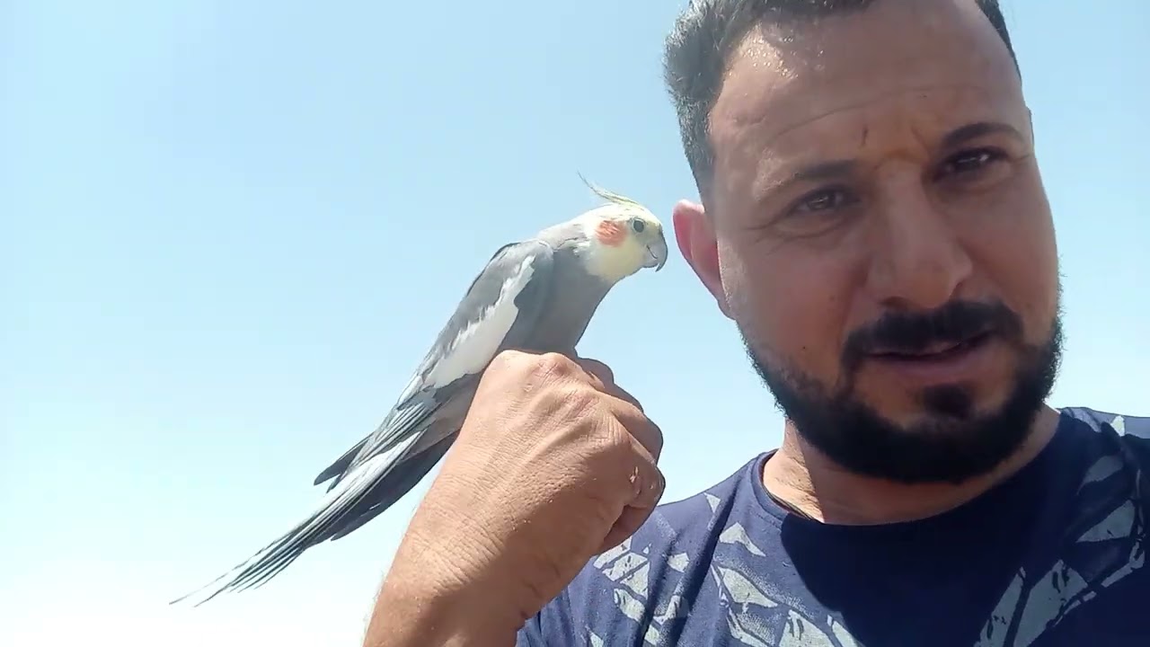 طيران حر مع طائر الكوكتيل كوكو