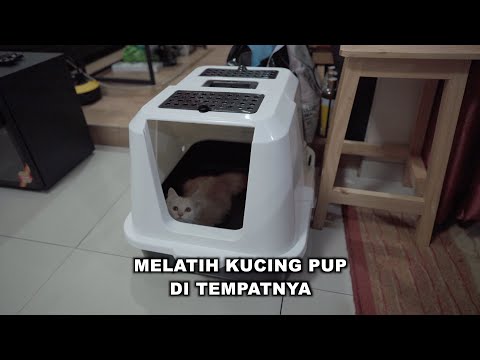 Video: Cara Mengajari Kucing Anda Berjalan Di Kotak Pasir