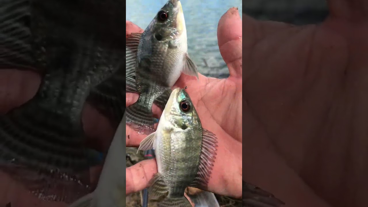 Paldo maka gawa nanaman daeng 