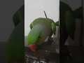 TALKING PARROT | Bolne Wala Tota | Green Ringneck With Cute Voices