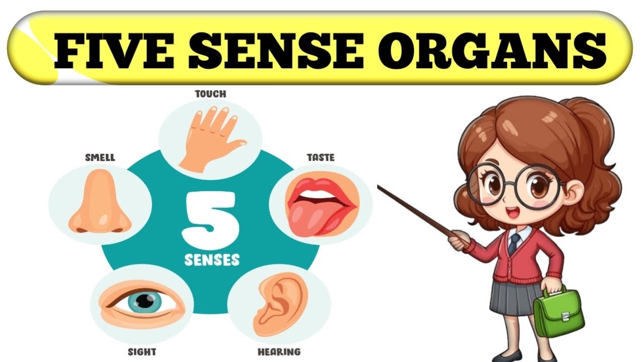 Five Sense Organs Sense Organs Name In English To Hindi With five-sense-organs-sense-organs-name-in-english-to-hindi-with