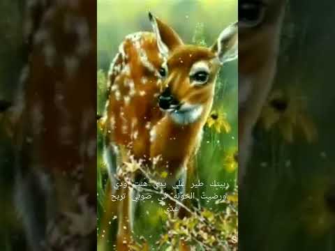 ربيتك طير على يدي هنت ودي أجمل الاغاني اليبيه