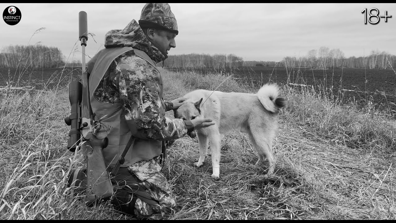 Кабан разорвал собаку! Охота на кабана и косулю со зрителями.