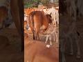 cute cow and calf 😘 यहां छोटे बछड़े को बांधते नहीं खुले अपनी मां के साथ रहते हैं और दूध पीते हैं 🥰