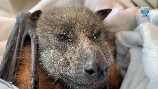 Flying-fox initial care:  this is Chester (part 2)