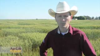 Spring Wheat in South Texas Net Worth